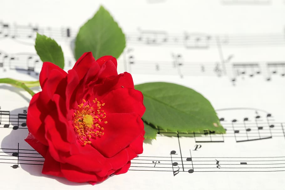 mawar, bunga mawar, romantis, cinta, merah, keindahan, kelopak, lembaran musik, musik, indah