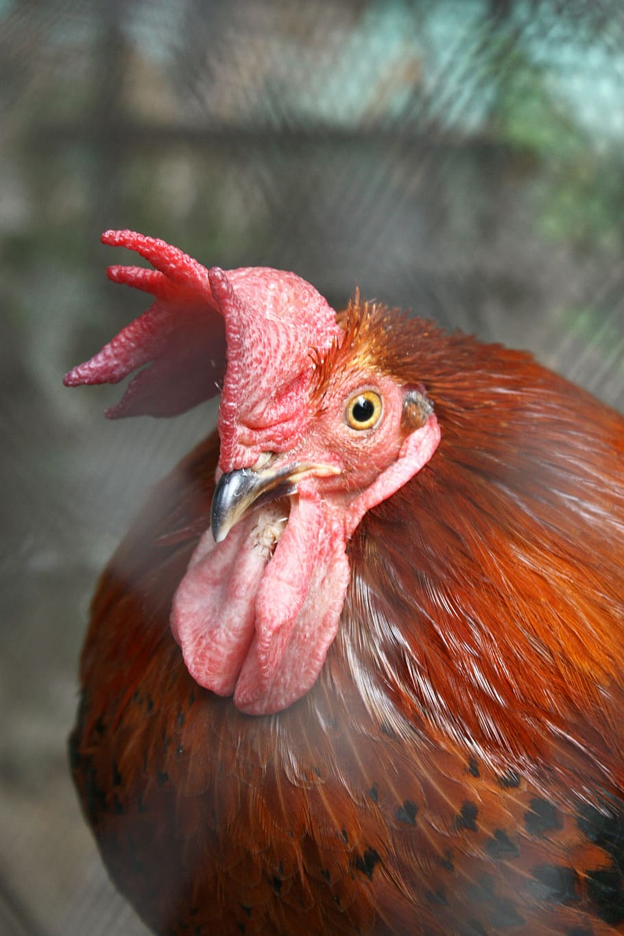 cock, bird, macro, closeup, red, beak, the hen, revival, food, pen