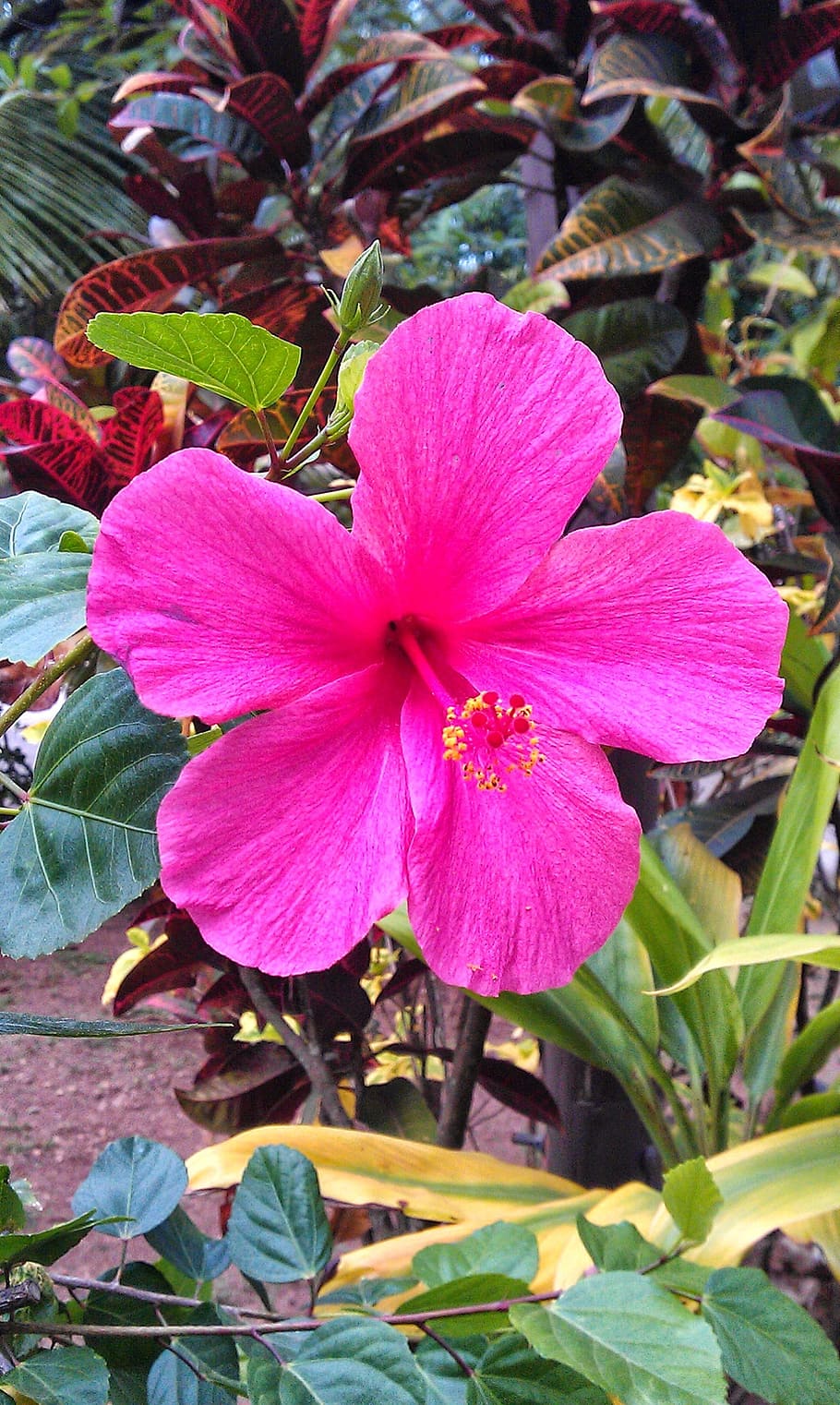 ハワイアンハイビスカス ピンクのハイビスカス 単一の花 ハイビスカス ピンク 花 開花植物 植物 花弁 鮮度 Pxfuel