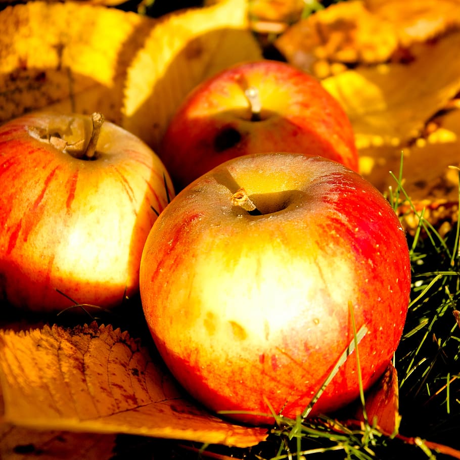windfall, autumn, apple, food and drink, food, healthy eating, freshness, fruit, wellbeing, close-up