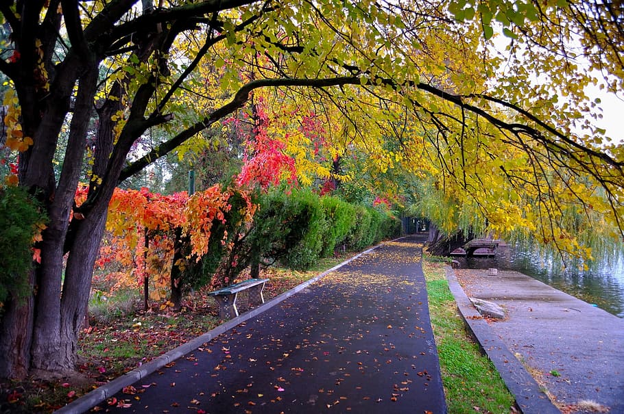 park, pathway, outdoor, road, color, autumn, beautiful, scene, view, natural