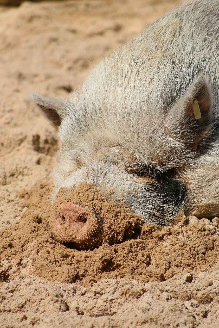 Pig, Hairy, Sunny, Sleeping, Animal, mammal, fur, domestic, nature, little