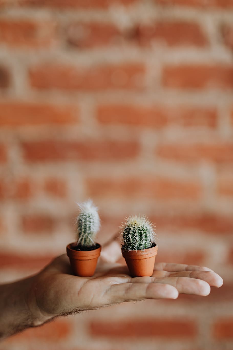 cactus, miniaturas, planta, maceta, miniatura, arcilla, macetas, Mano humana, parte del cuerpo humano, mano