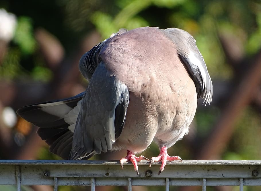 dove, ringdove, field deaf, city pigeon, bird, street deaf, doves and pigeons, animal, feather, plumage