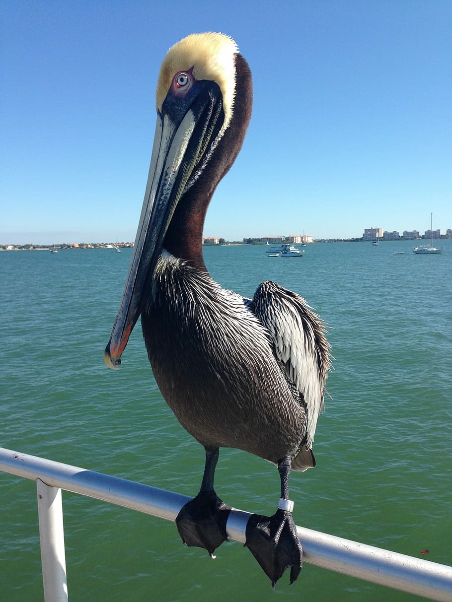 Pelican, Tropical, Water, Dock, water, dock, st petersburg, florida, close up, bird, sea