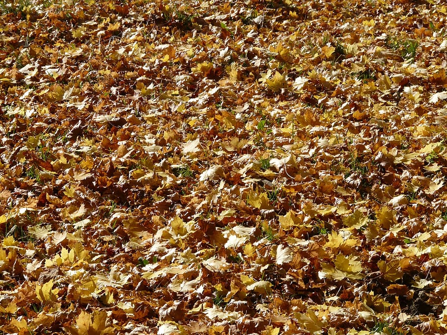 Folhagem de outono, Folhas de plátano, folhas, outono, folhas de outono, ouro, cores de outono, cor de outono, natureza, folha