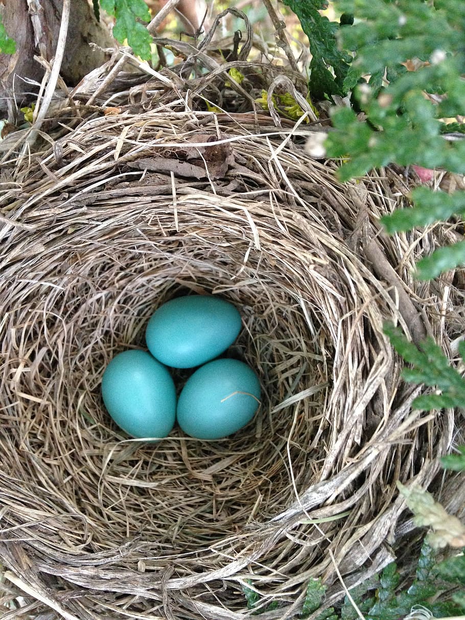 bird's nest, robin nest, nest, nature, robin, egg, straw, bird, natural, outdoors