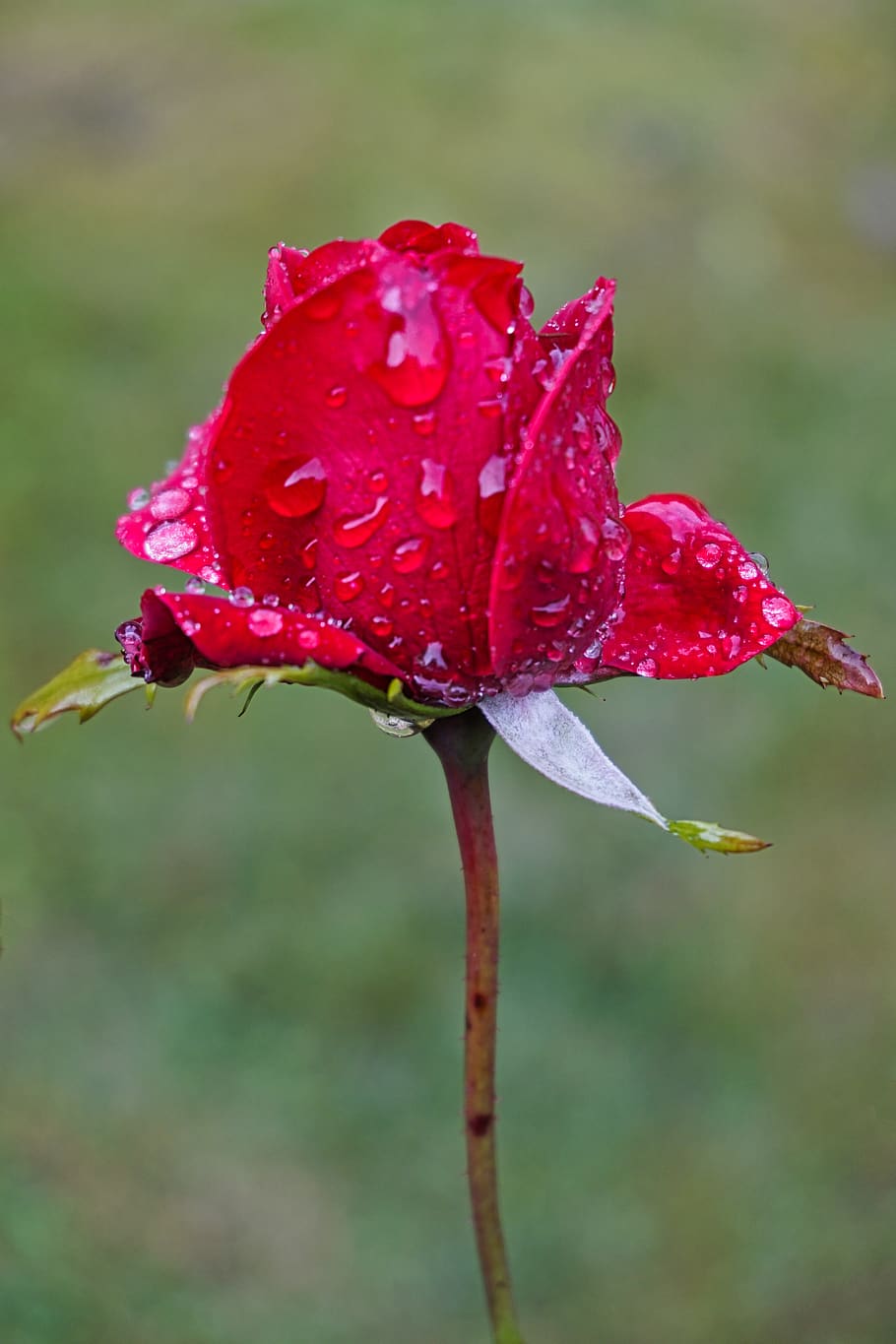 rose, flower, petal, rain, wet, raindrop, drop of water, blossom, bloom, nature