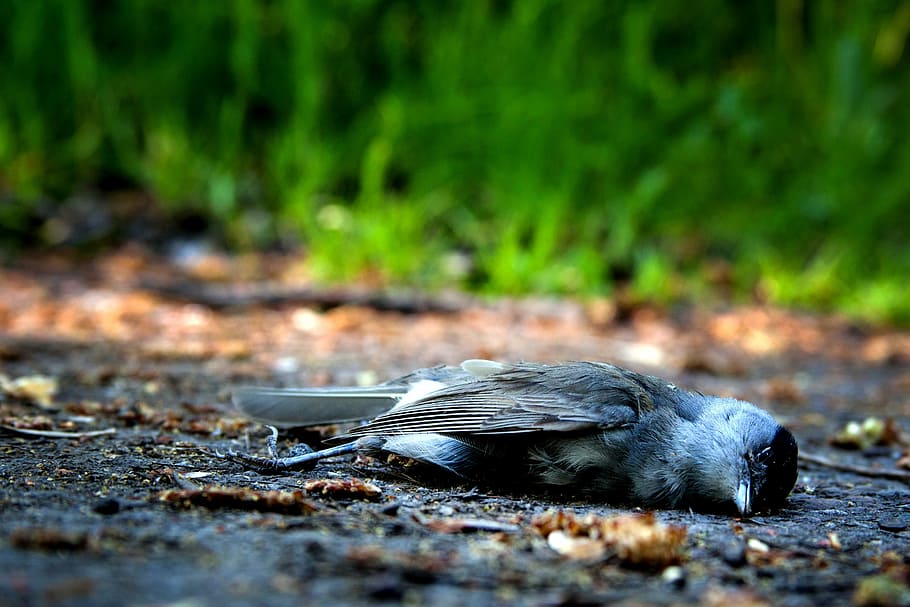 dead, gray, black, passerine bird, bird, death, die, pain, nature, mourning