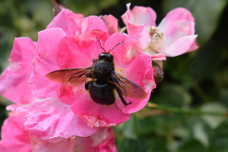 Rosa, flor, abeja carpintera, color rosa, insecto, un animal, animales en estado salvaje, pétalo, planta floreciendo, color rosado