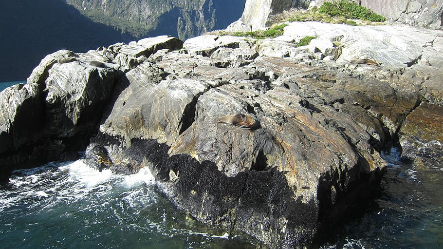 Milford Sound, Seal, Rocks, Walrus, seal, rocks, fur seal, seals, sea, rock, new zealand