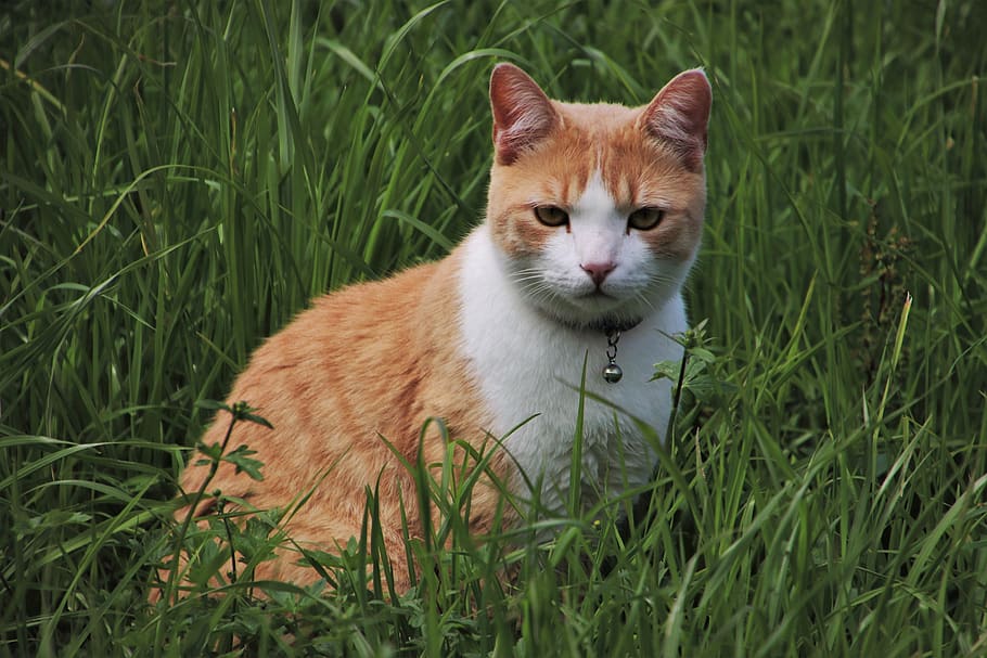 cat, rudy, expression, look, the attitude of the, grass, crouching, nice, kitty, an interesting