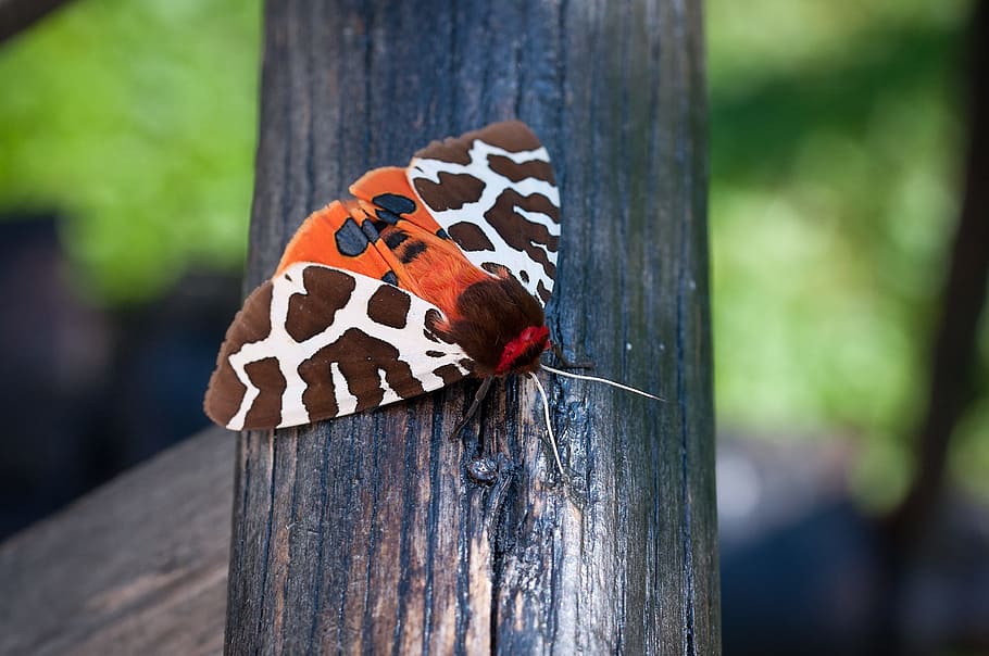 selective, focus photography, red, black, white, anna tiger moth, wooden, surface, butterfly, brown bear