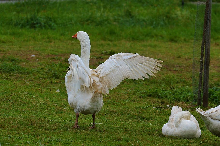 goose, white, cute, plumage, animal, domestic goose, nature, poultry, livestock, meadow