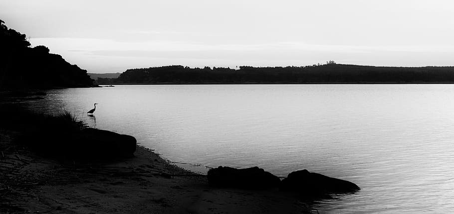 grayscale photography, bird, body, water, heron, egret, lakeside, shore, lake, evening