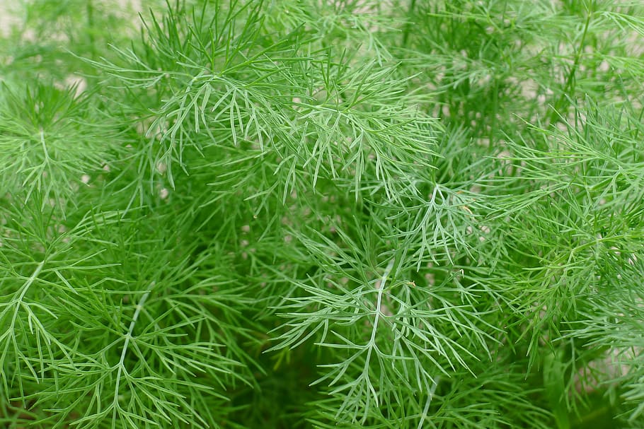 green leafed plant, dill, green, herbs, fresh, aromatic, food, gardening, ingredient, nature