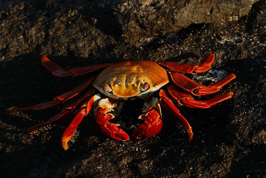 crab, sally lightfoot, ocean, marine, animal themes, one animal, animal wildlife, animal, animals in the wild, sea