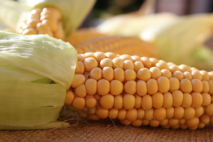 corn on the cob, corn, nature, vegetables, food, autumn, harvest, yellow, food and drink, vegetable