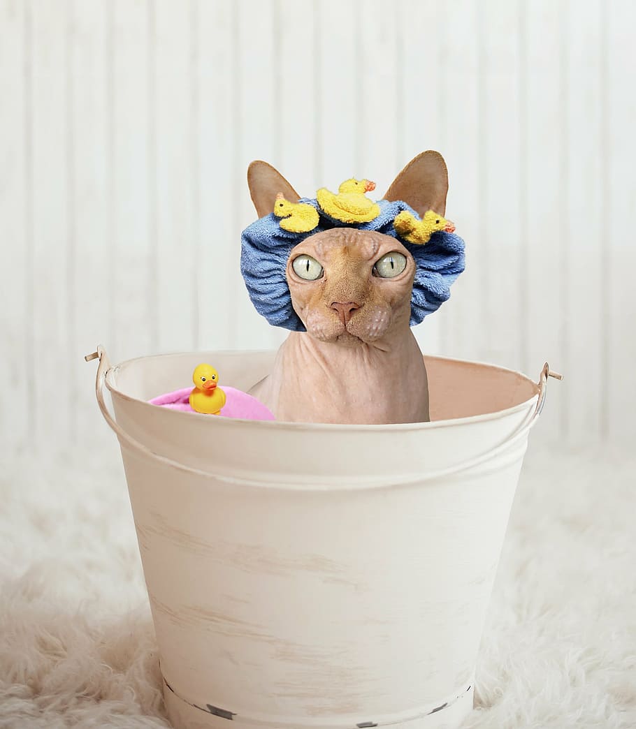 smooth brown cat, sphynx, cat, bathtub, rubber ducky, bucket, hairless, feline, cute, kitty
