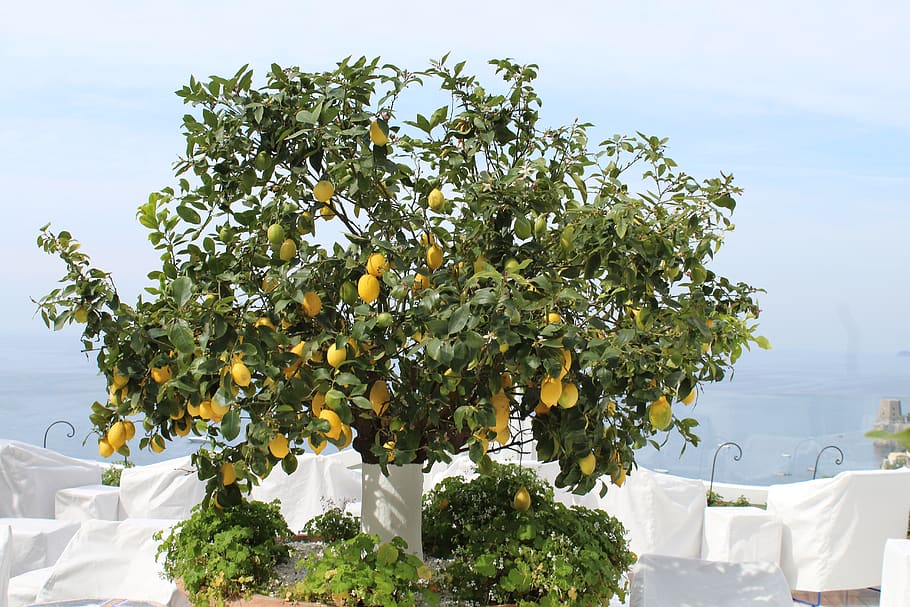 lemon, tree, amalfi, coast, italy, 2019, plant, nature, citrus fruit, food and drink