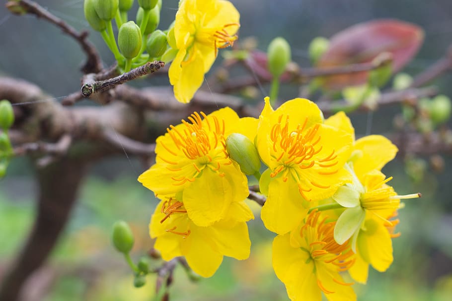 Hoa mai, loài hoa truyền thống của Tết Nguyên Đán, luôn mang đến sự may mắn và thịnh vượng cho mọi người. Hình ảnh hoa mai được tô điểm trên các bức thư và bài viết trong dịp Tết, tạo nên không khí ấm áp và đầy ý nghĩa.