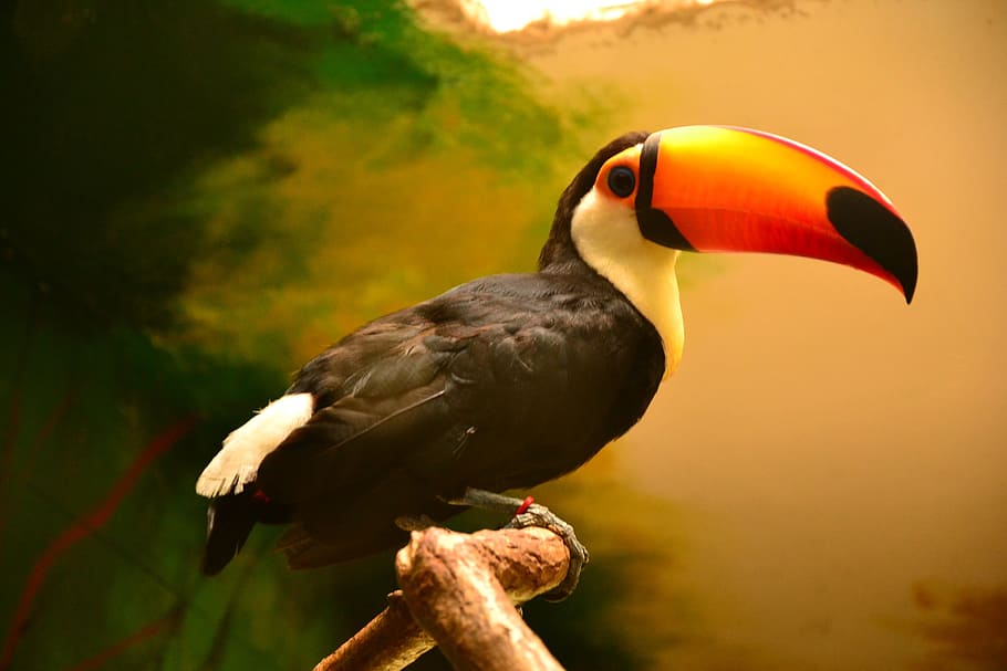 Hewan, Alam, Toucan, toucans, kebun binatang, burung, margasatwa, paruh, hutan hujan tropis, hutan hujan
