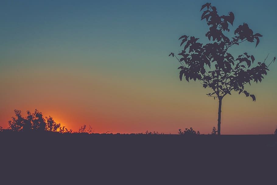 silhouette of tree, silhouette, trees, plants, orange, background, nature, land, grass, sky