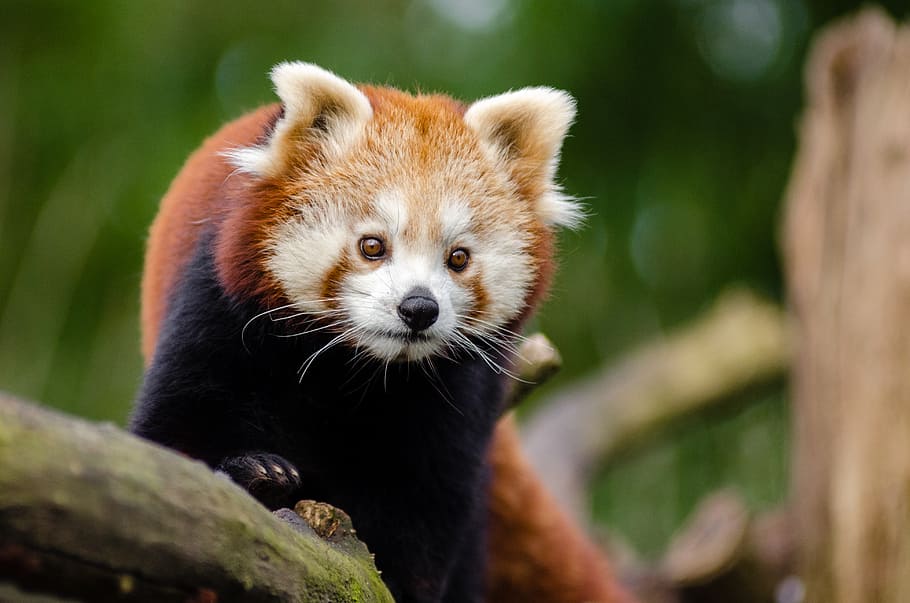 Red Panda, panda, branch, one animal, animal, animal themes, animal wildlife, animals in the wild, mammal, tree