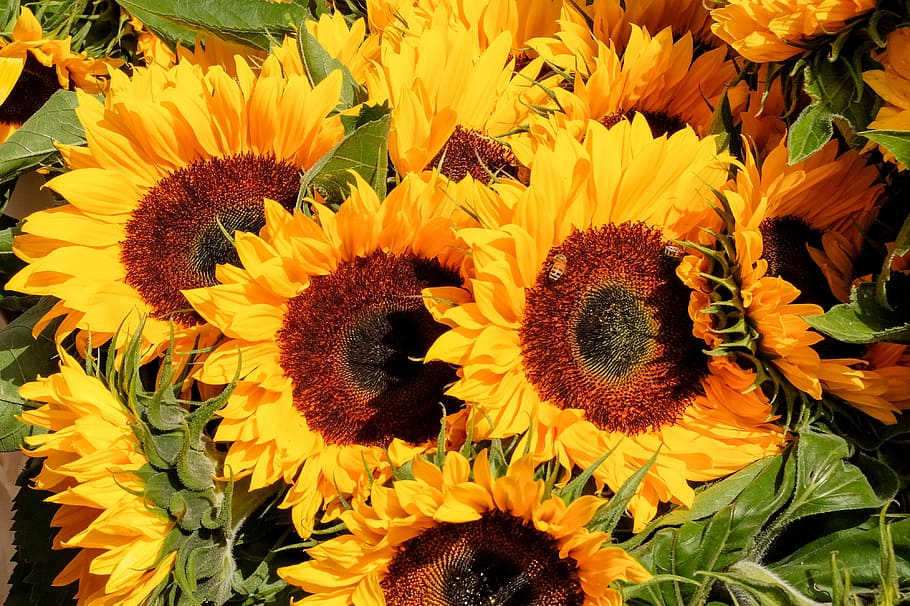 bunga matahari, bunga, karangan bunga, pasar, kuning, tanaman, tanaman berbunga, kepala bunga, kerentanan, kerapuhan
