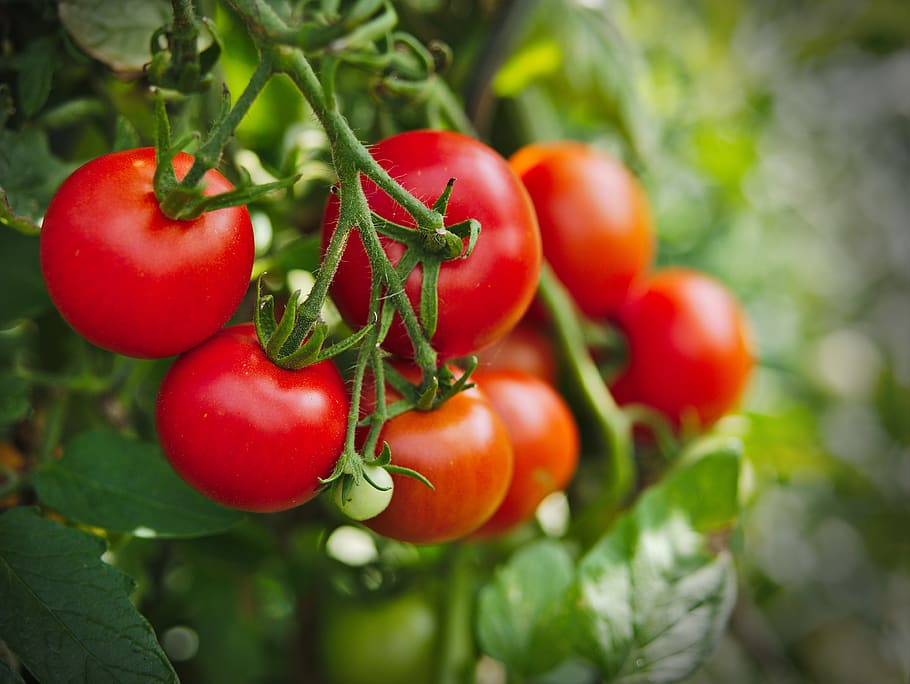 tomato, plant, vegetables, food, tomatoes, garden, healthy, green, red, fresh