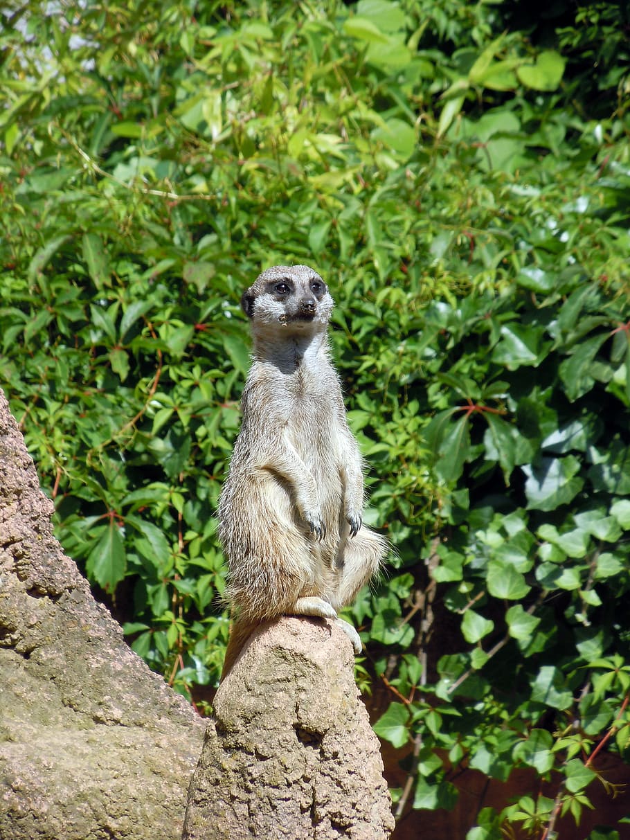 Meerkat, Animal, Guard, Watch, keep an eye out, mammal, wildlife, africa, alertness, nature