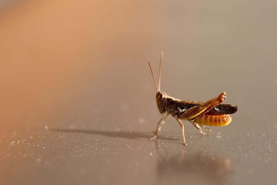 grasshopper, tettigonia viridissima, Grasshopper, Tettigonia Viridissima, cricket, insect, macro, closeup, nature, konik, antennae