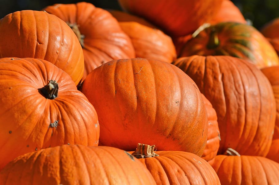 close-up photography, orange, pumpkins, pumpkin, fruit, autumn, cucurbita maxima, choose, large, huge