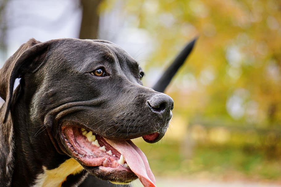 adulto, negro, pit bull terrier americano, al aire libre, perro, pitbull, registro público, sony, cara, pit bull