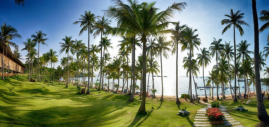 sun, grass, han thom, phu quoc, vietnam, holiday, relax, park, natural, coconut