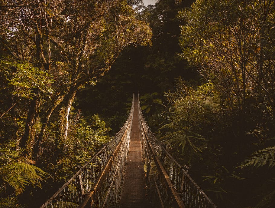 hanging, bridge, surrounded, trees, outdoor, travel, green, plants, nature, forest