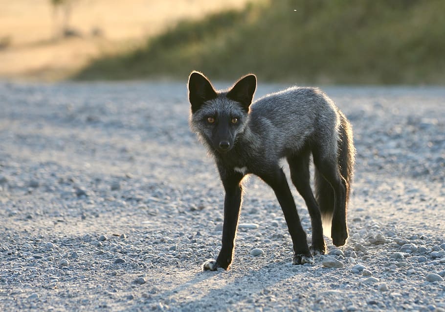 silver fox, red fox, melanistic fox, black fox, fox, wild animal, wildlife, gravel road, animal, cute