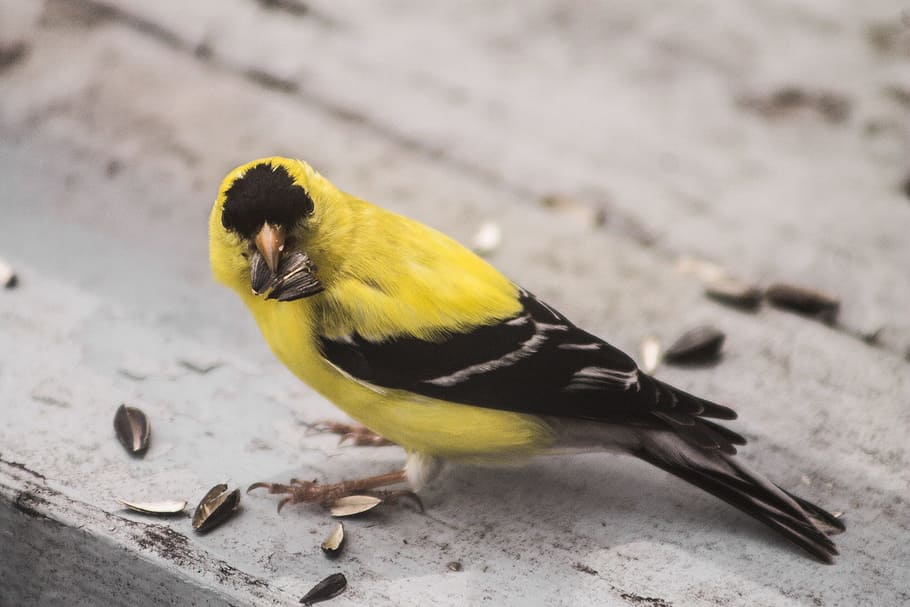 goldfinch, bird, yellow, canada, quebec, animal wildlife, vertebrate, animals in the wild, one animal, day