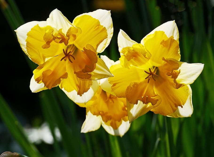 narcisos, preenchidos, reprodução, amarelo, branco, macro, flores, jardim, fechar-se, sinais da primavera