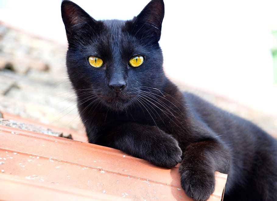 bombay cat, lying, brown, concrete, wall, daytime, cat, black, kitty, black cat