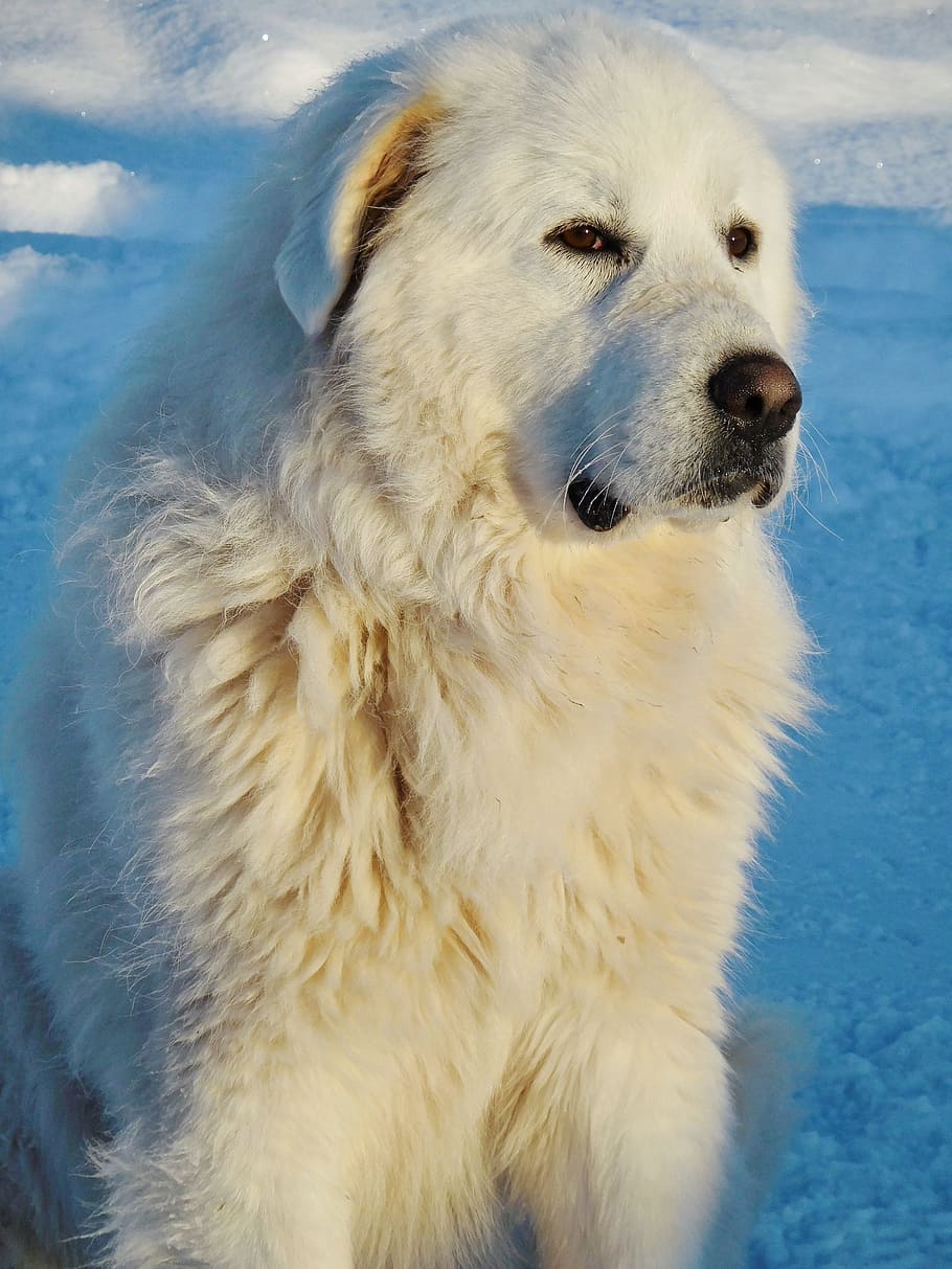 great, pyrenees, white, glance, look, dog, canine, winter, purebred, pet