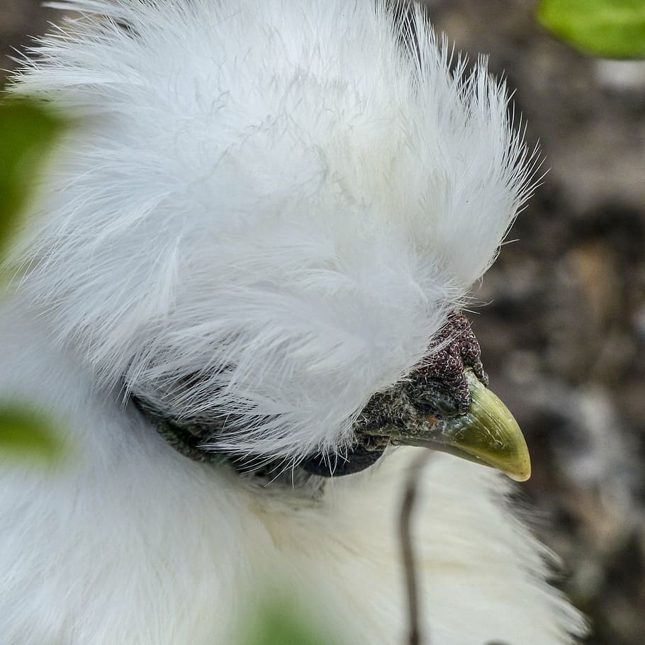 chicken, downs, fluffy, white, beautiful, feathered, animal, natural,  nature, head | Pxfuel