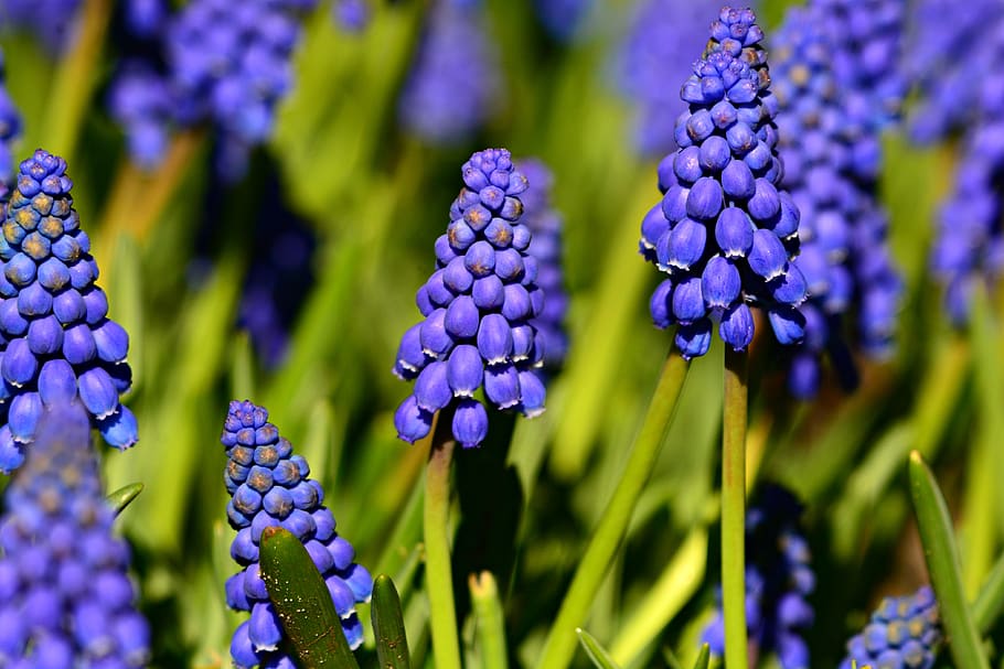 grape-hyacinth, muscari, flower, leaf, blossom, spring, garden, plant, beauty in nature, growth