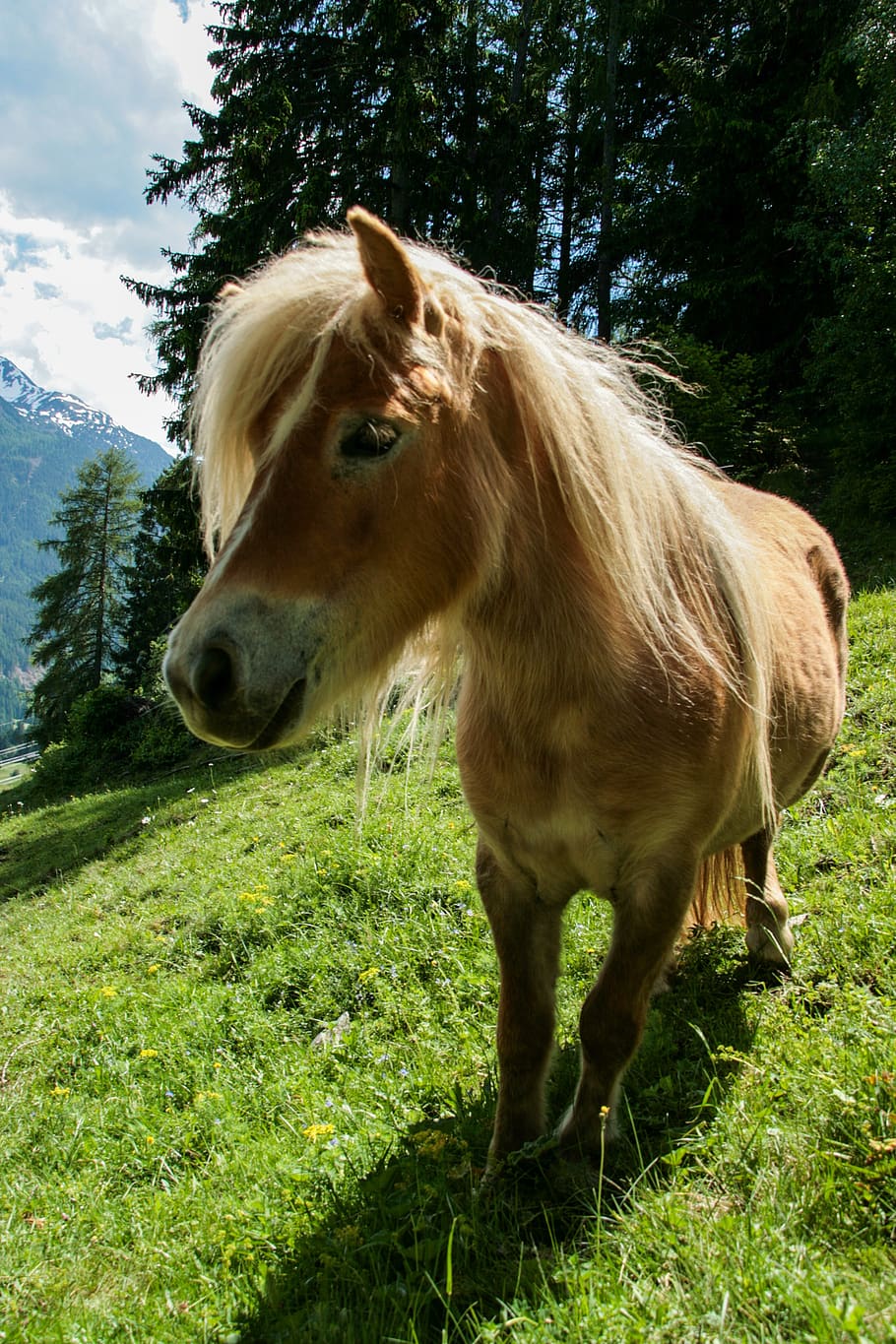 pony, horse, mountain, alpine, animal, creature, mammal, farm, austria, tyrol