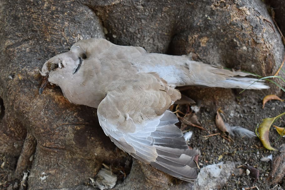 paloma, dead pigeon, bird, bird dead, dead bird, deceased, transcendence, sparrow, fly, death