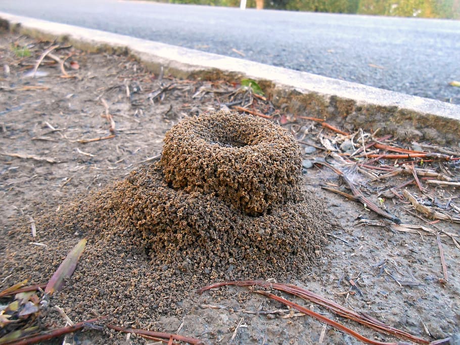 ant mound, after rain, soil, animal themes, animal, animals in the wild, animal wildlife, nature, land, day