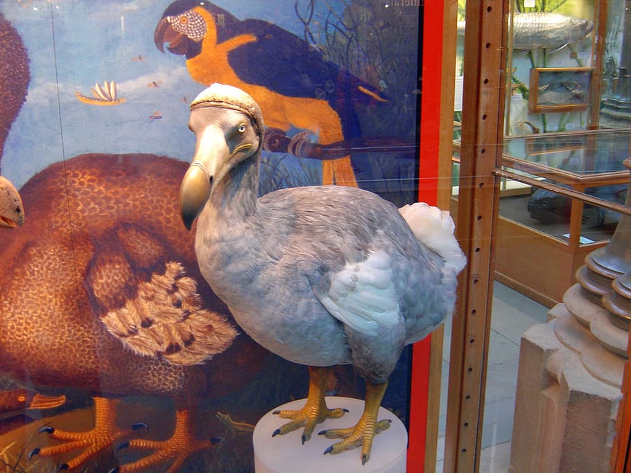 taxidermy, bird, standing, dodo, extinct, painting, drawing, mauritius, terrestrial, extinction