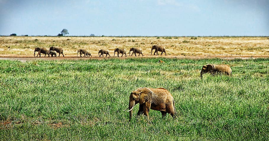 group, elephants, grass, elephant, herd of elephants, savannah, safari, african bush elephant, flock, big five