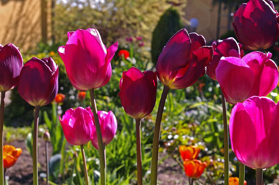 pink, flowers, garden, tulips, red tulips, red, flower, spring, nature, bloom