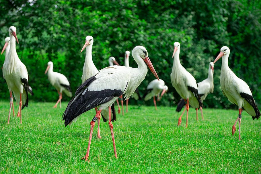 storks, bird on a green meadow, running storks, stork in the forest, animal themes, bird, animal, group of animals, animal wildlife, animals in the wild